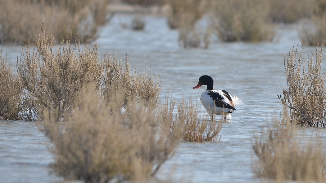 Common Shelduck