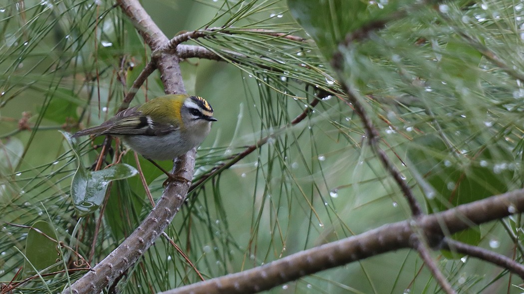 Common Firecrest