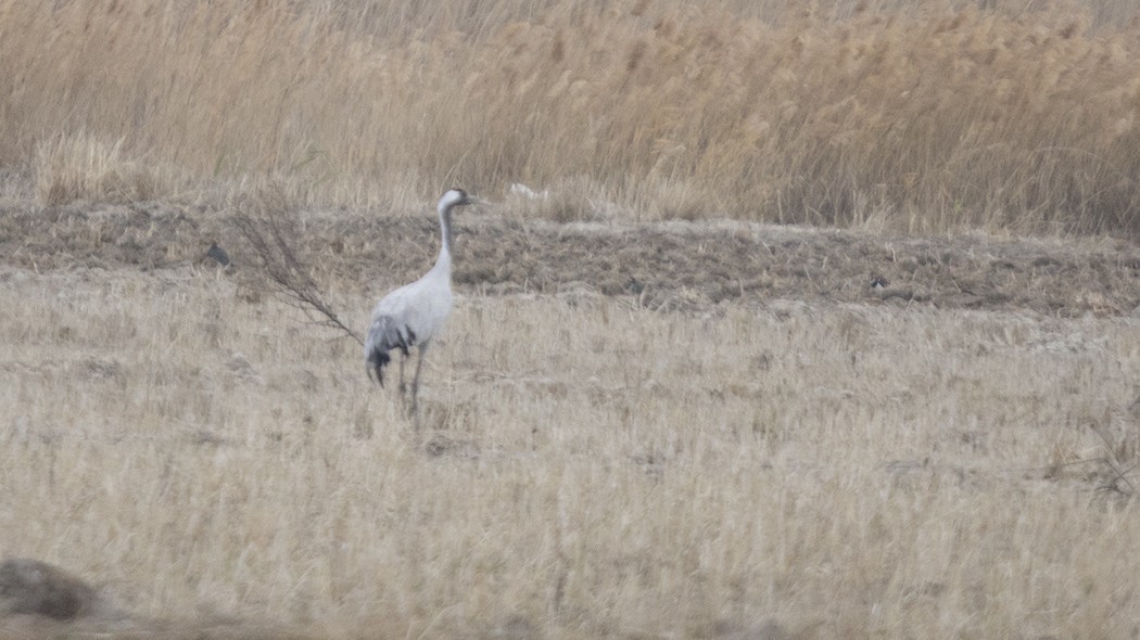 Common Crane