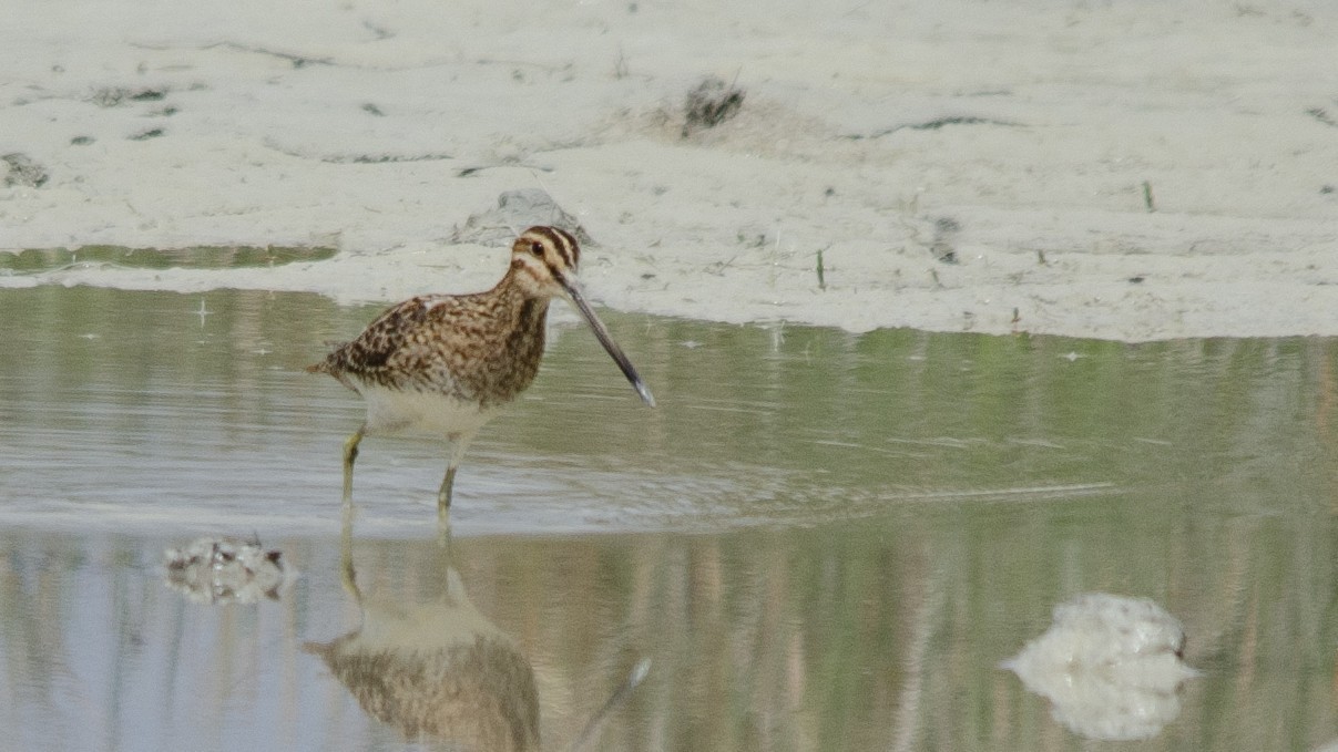 Eurasian Woodcock