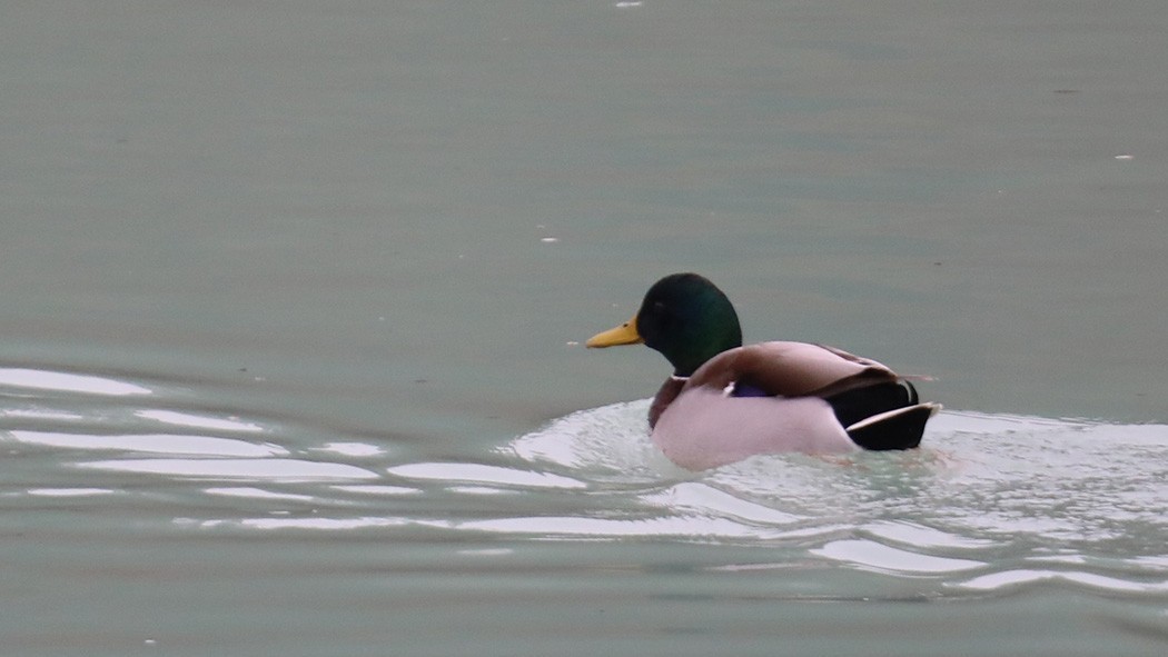 Mallard