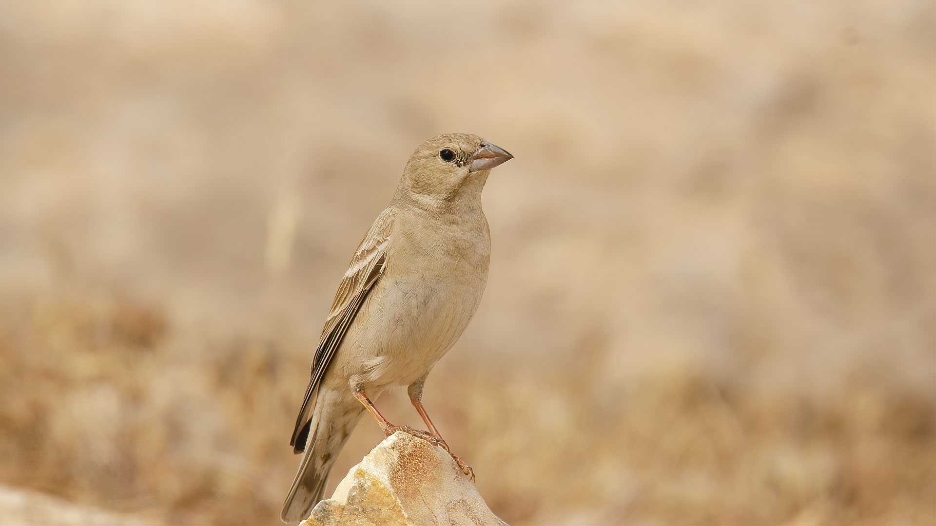 Pale Rockfinch