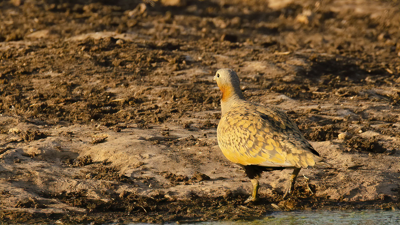 Black-bellied Sandgrouse