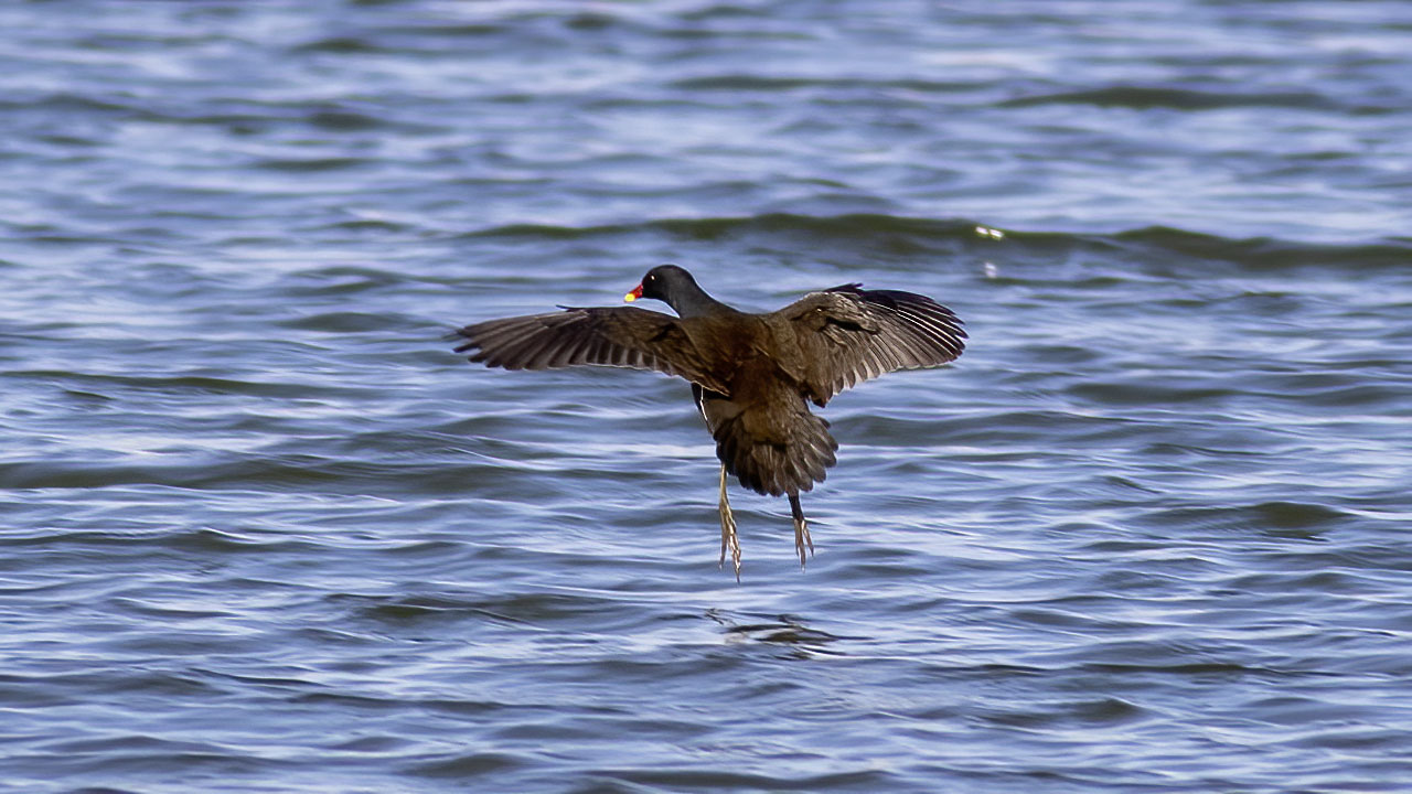 Eurasian Moorhen