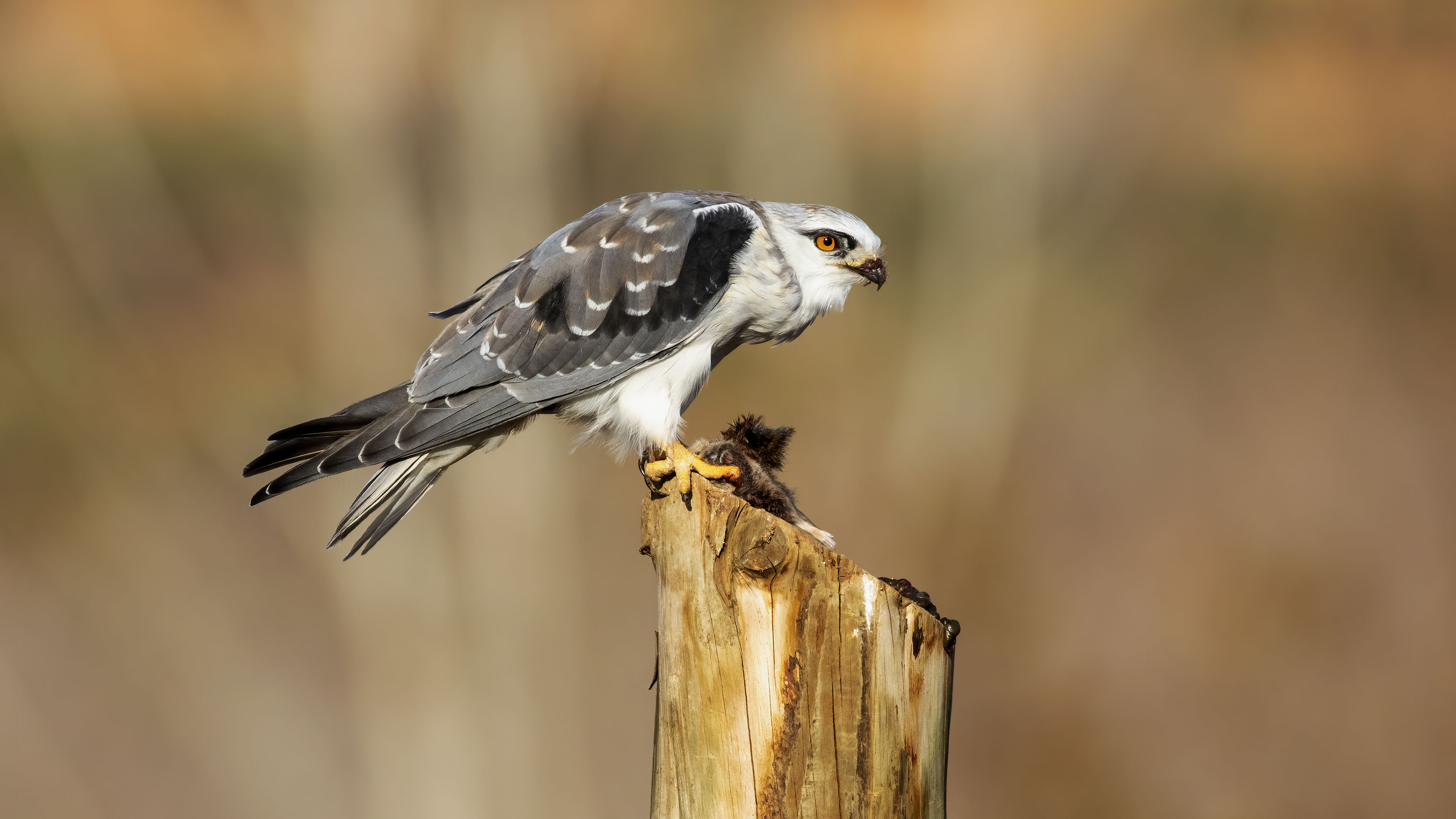 Black-winged Kite
