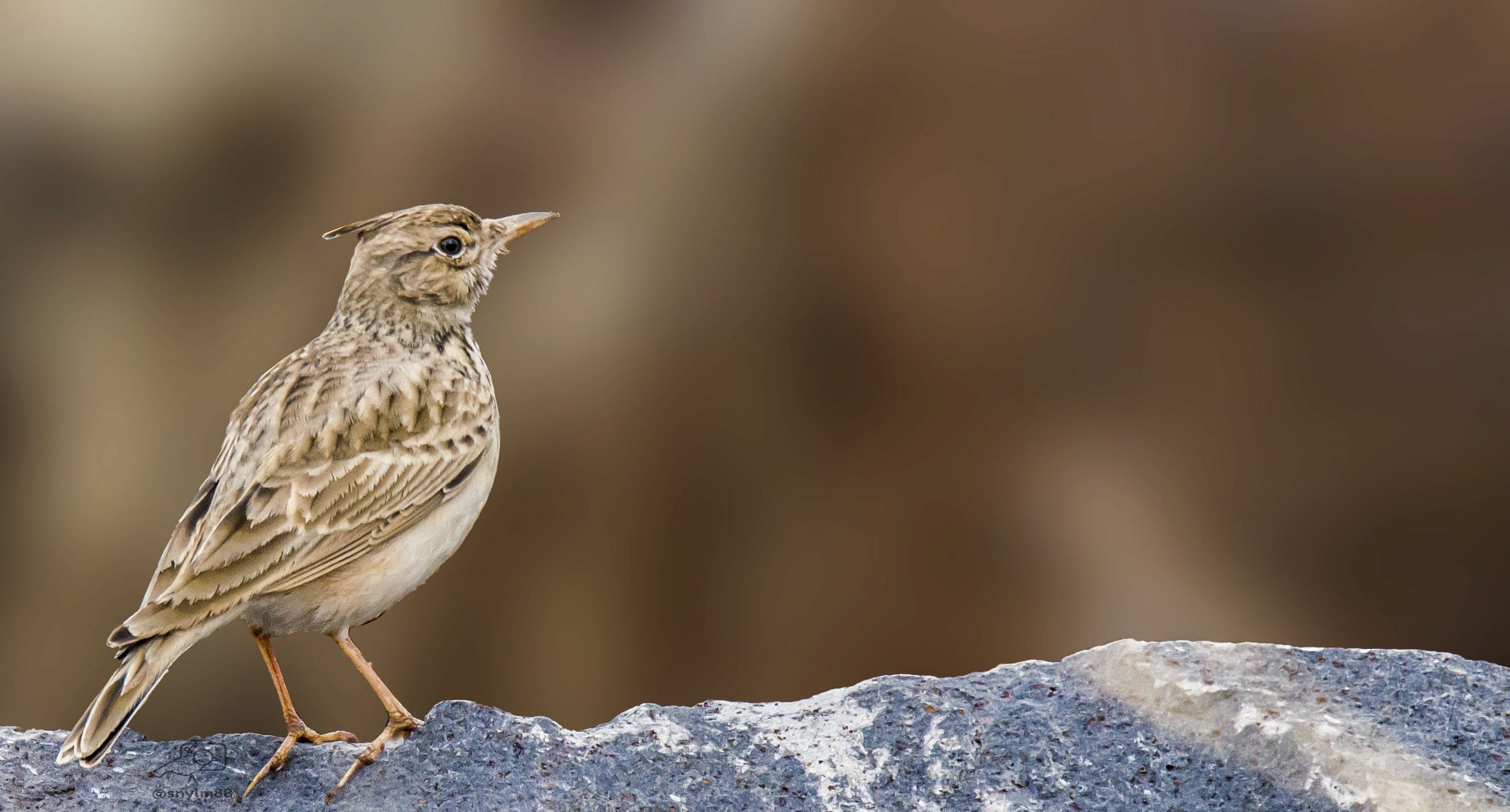Crested Lark