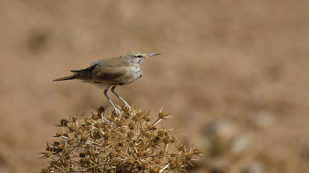 Greater Hoopoe-Lark