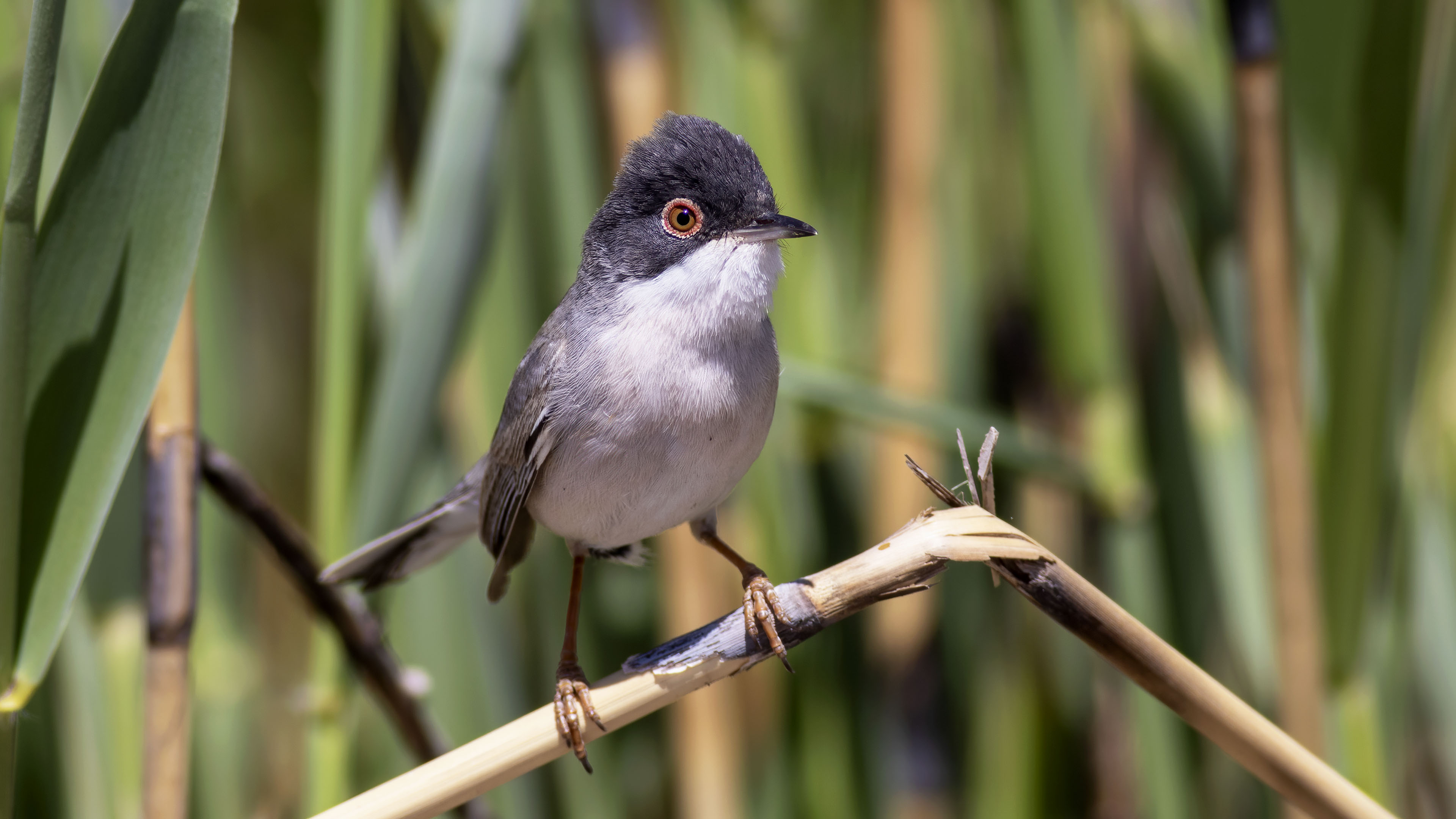 Menetries's Warbler