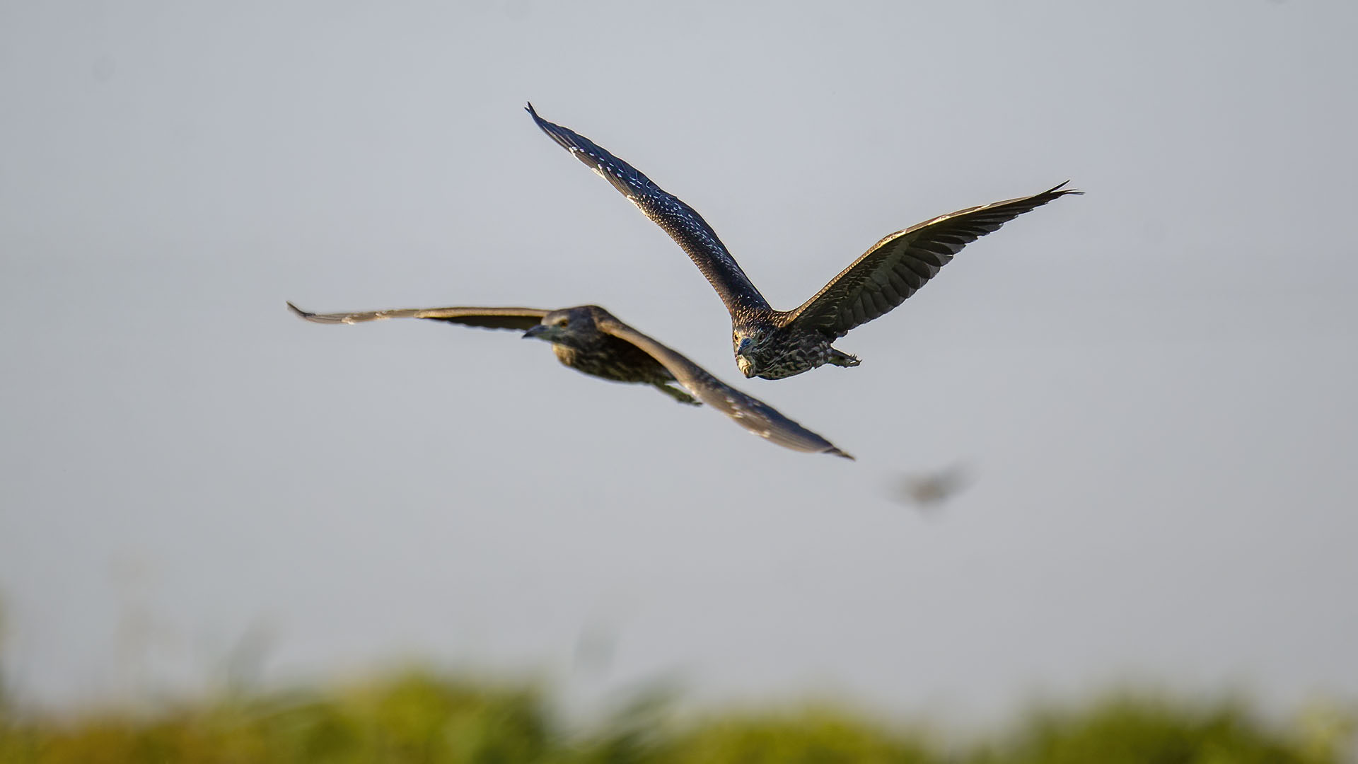 Black-crowned Night-Heron