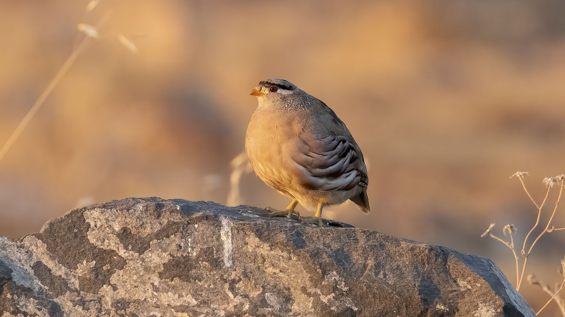 See-see Partridge — Ana fotoğraf