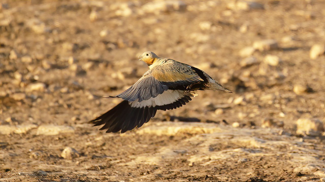 Black-bellied Sandgrouse