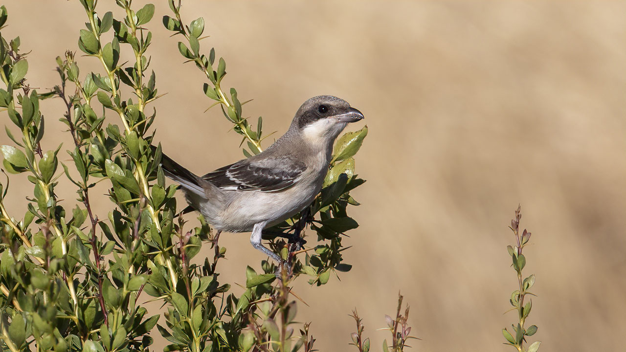 Lesser Gray Shrike