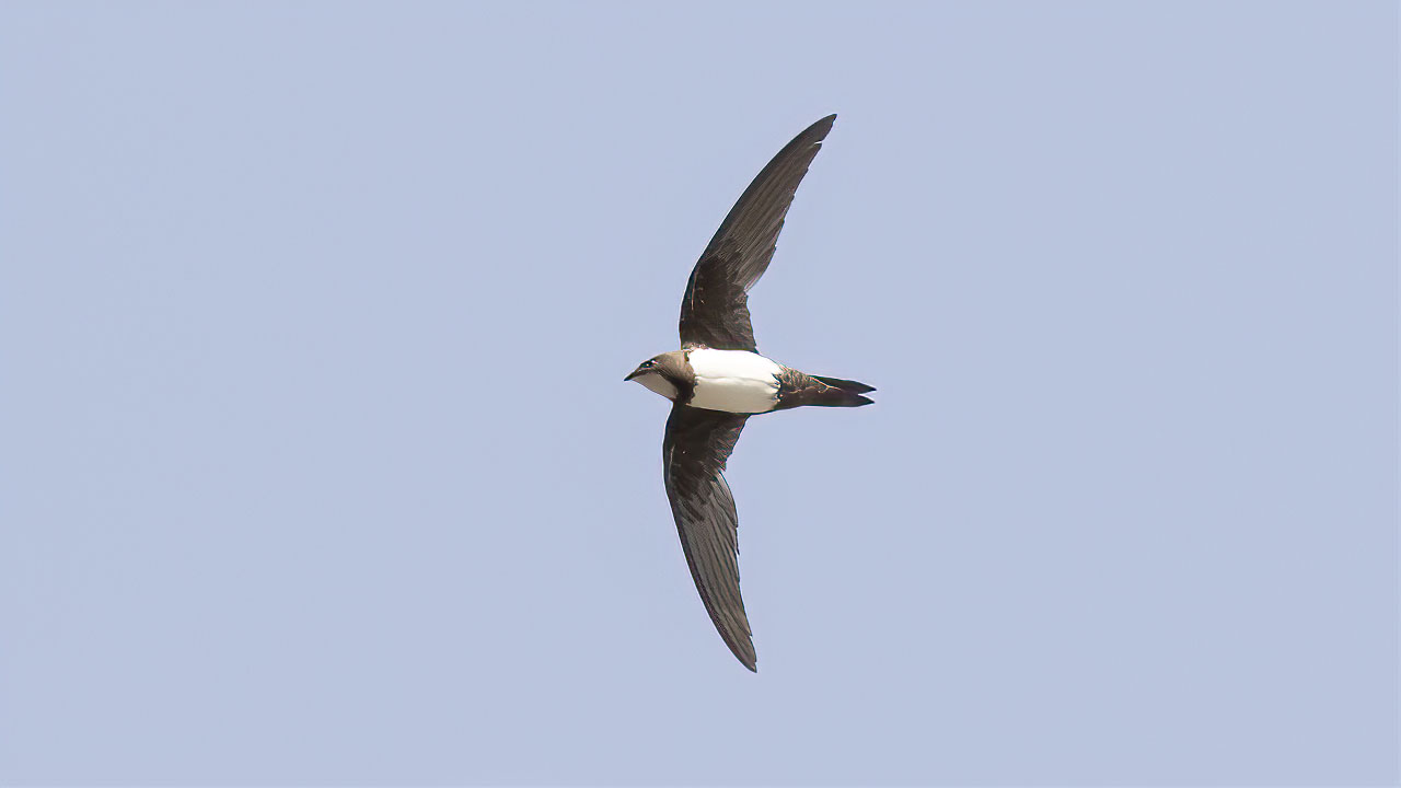 Alpine Swift