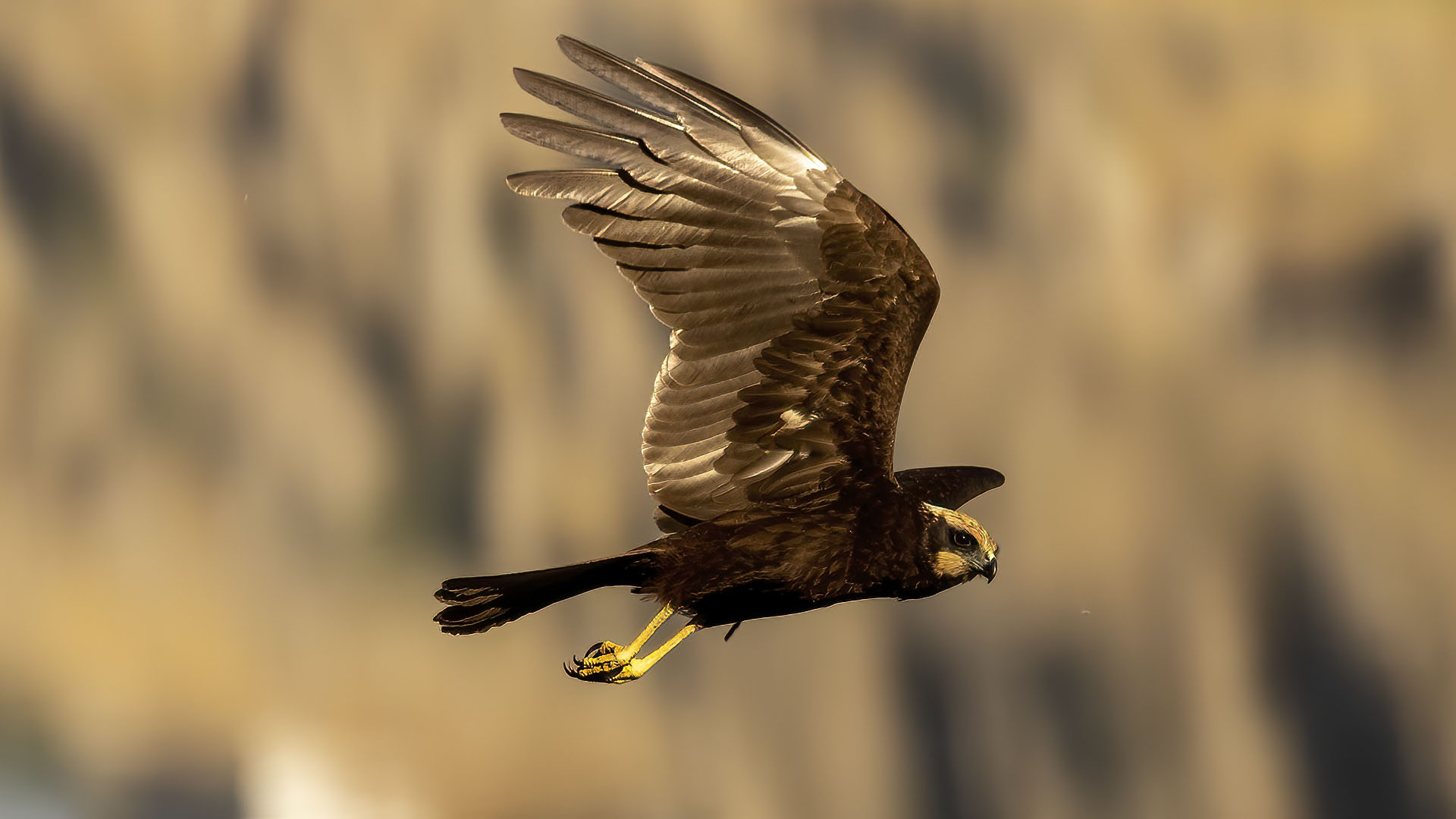 Eurasian Marsh-Harrier