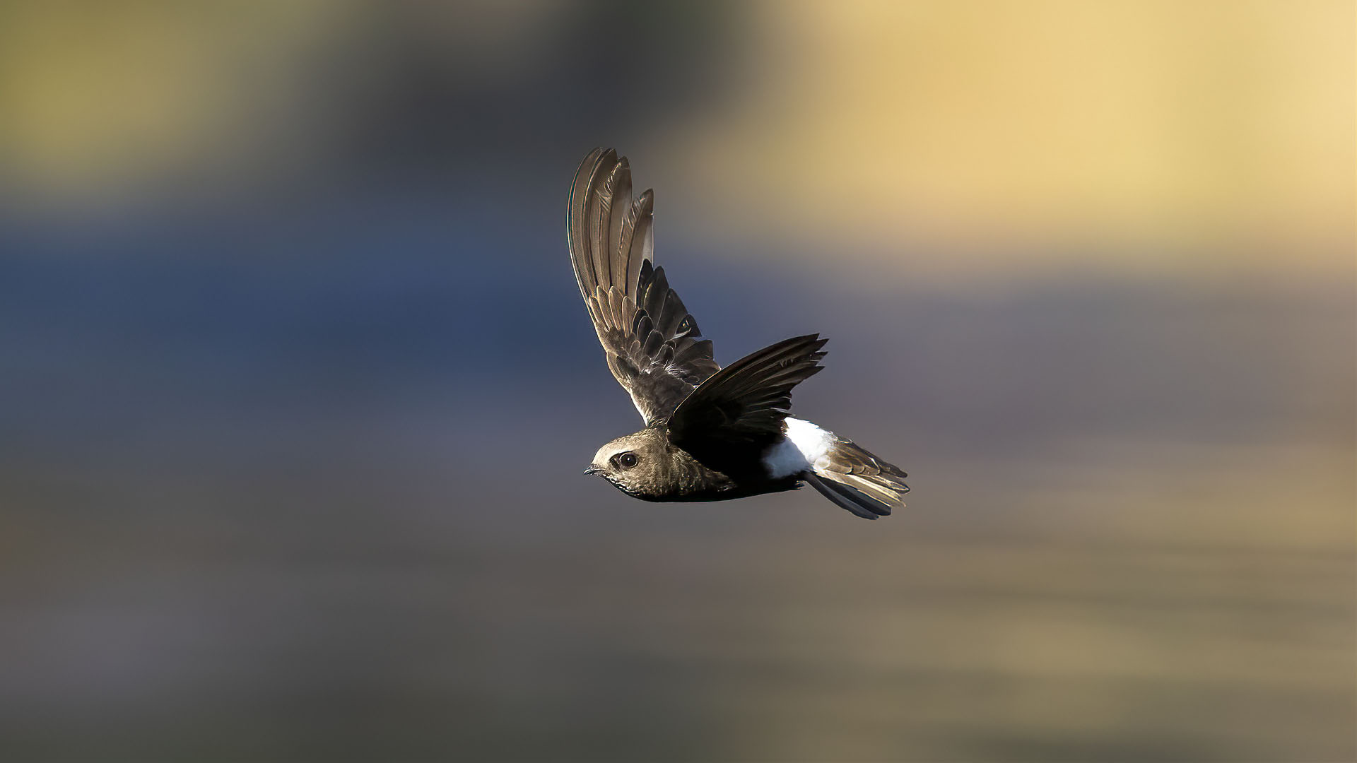 Little Swift
