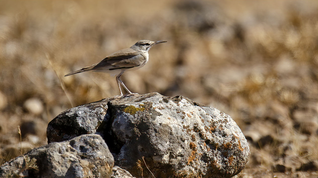Greater Hoopoe-Lark