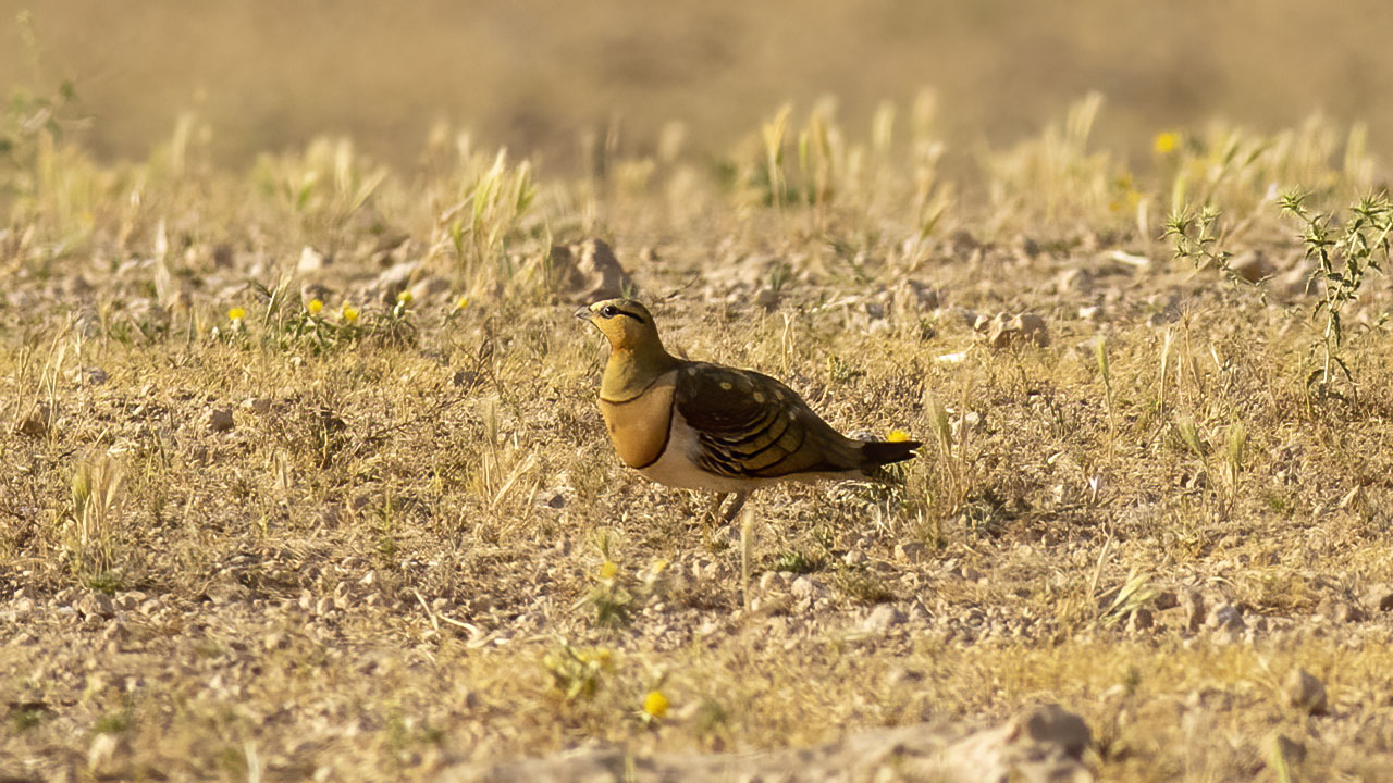 Pin-tailed Sandgrouse