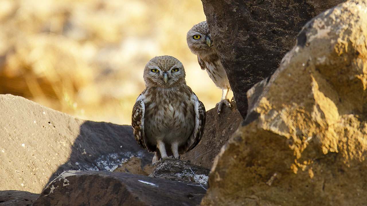 Little Owl — Ana fotoğraf