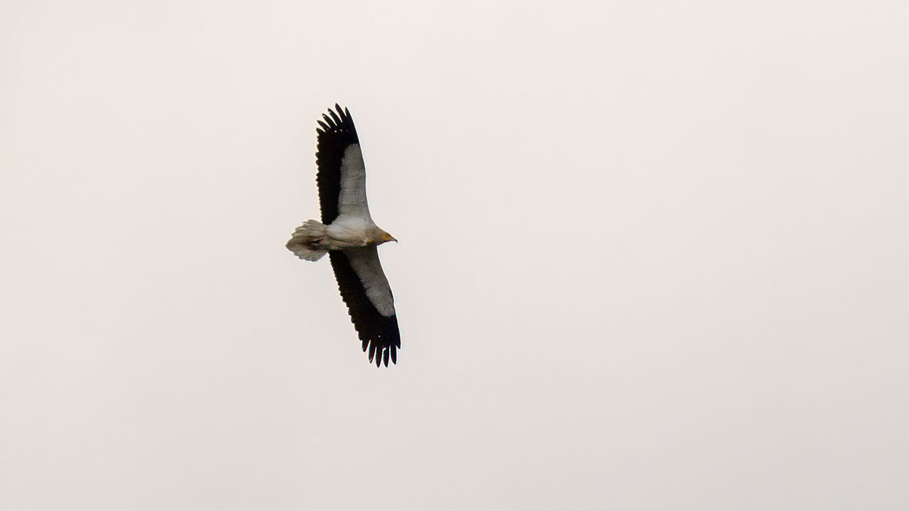 Egyptian Vulture