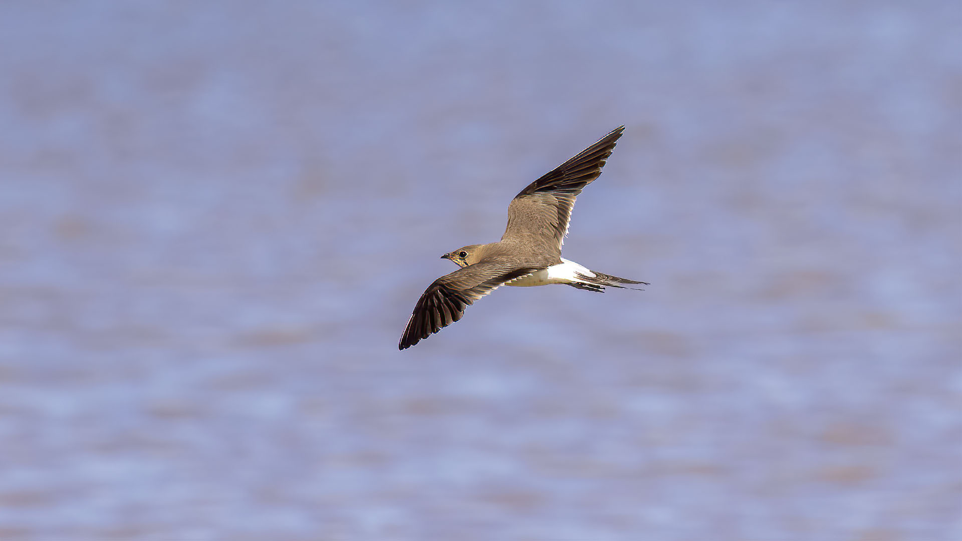 Collared Pratincole