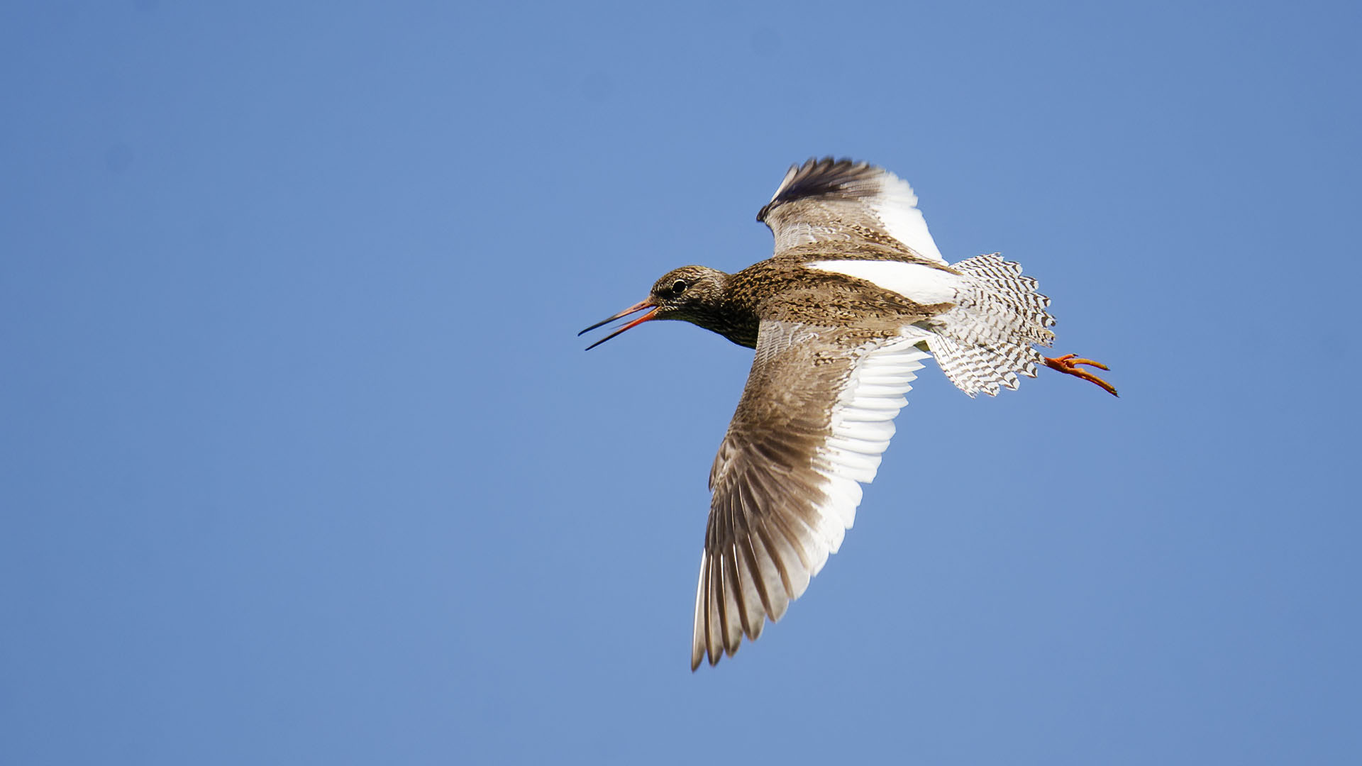 Common Redshank