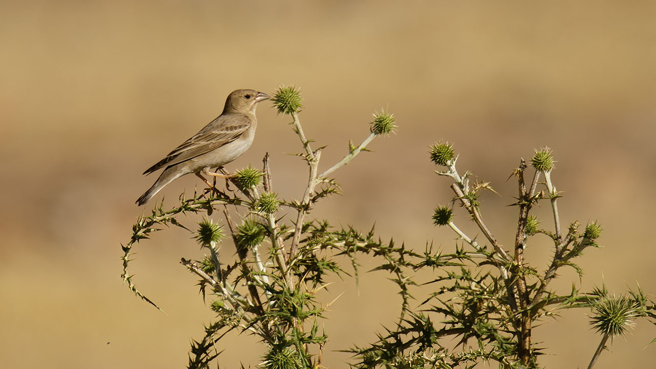 Pale Rockfinch