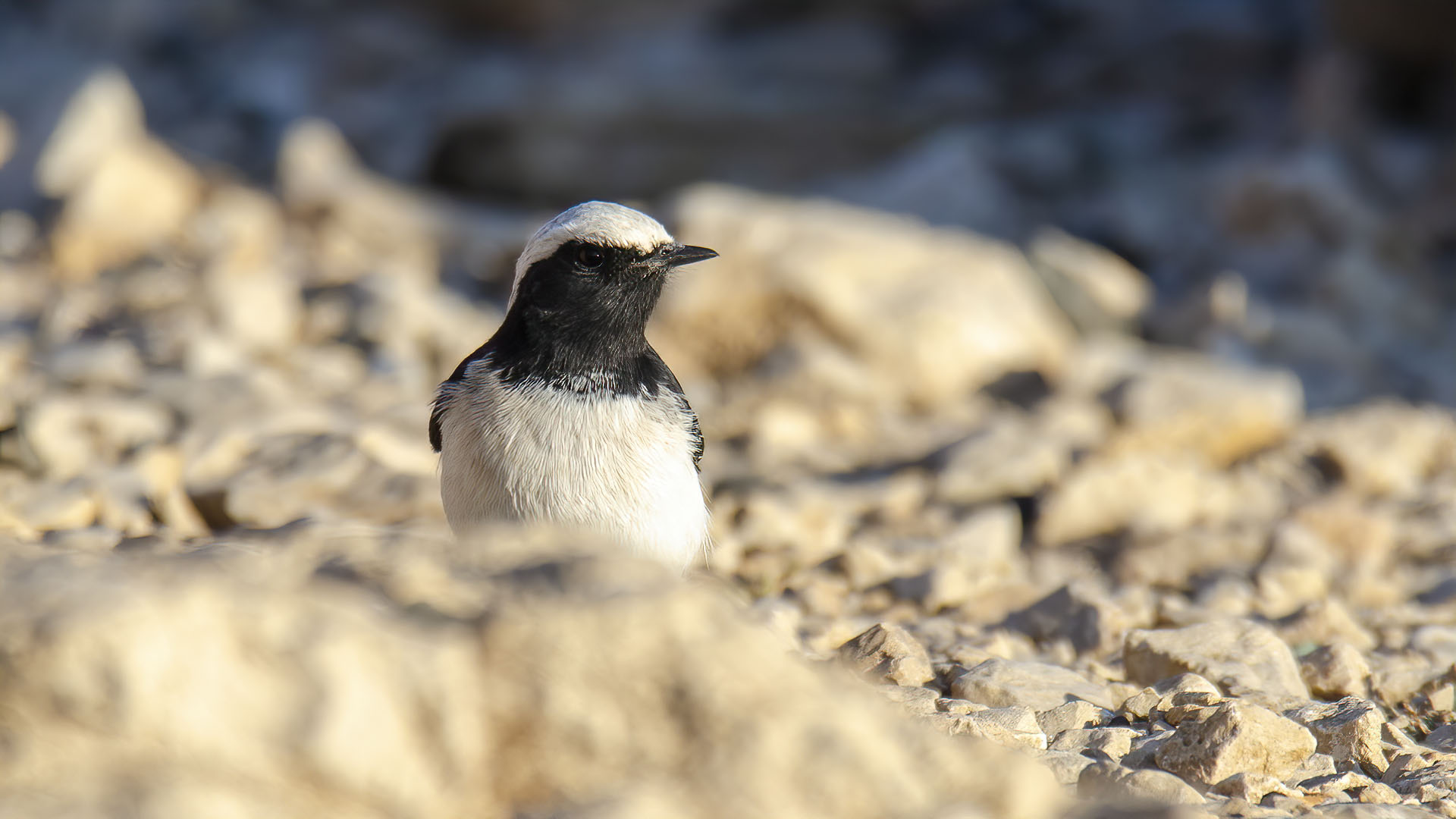 Finsch's Wheatear