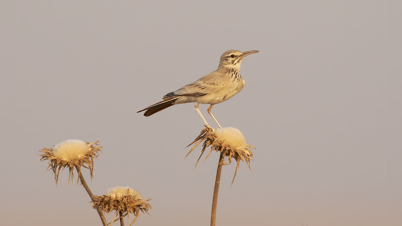 Greater Hoopoe-Lark