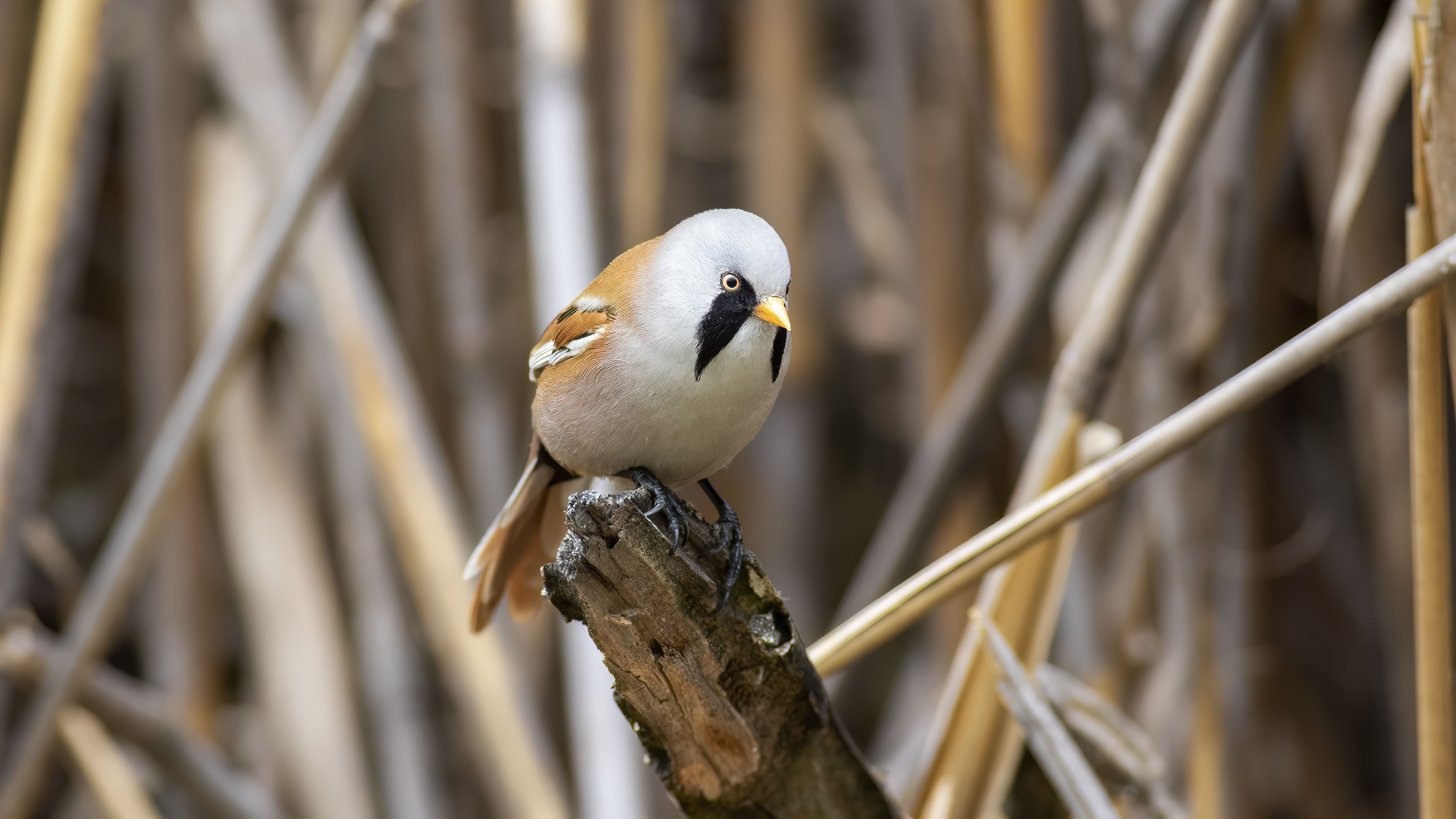 Bearded Reedling