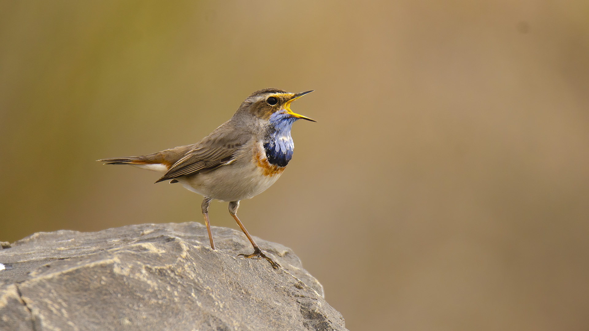 Bluethroat