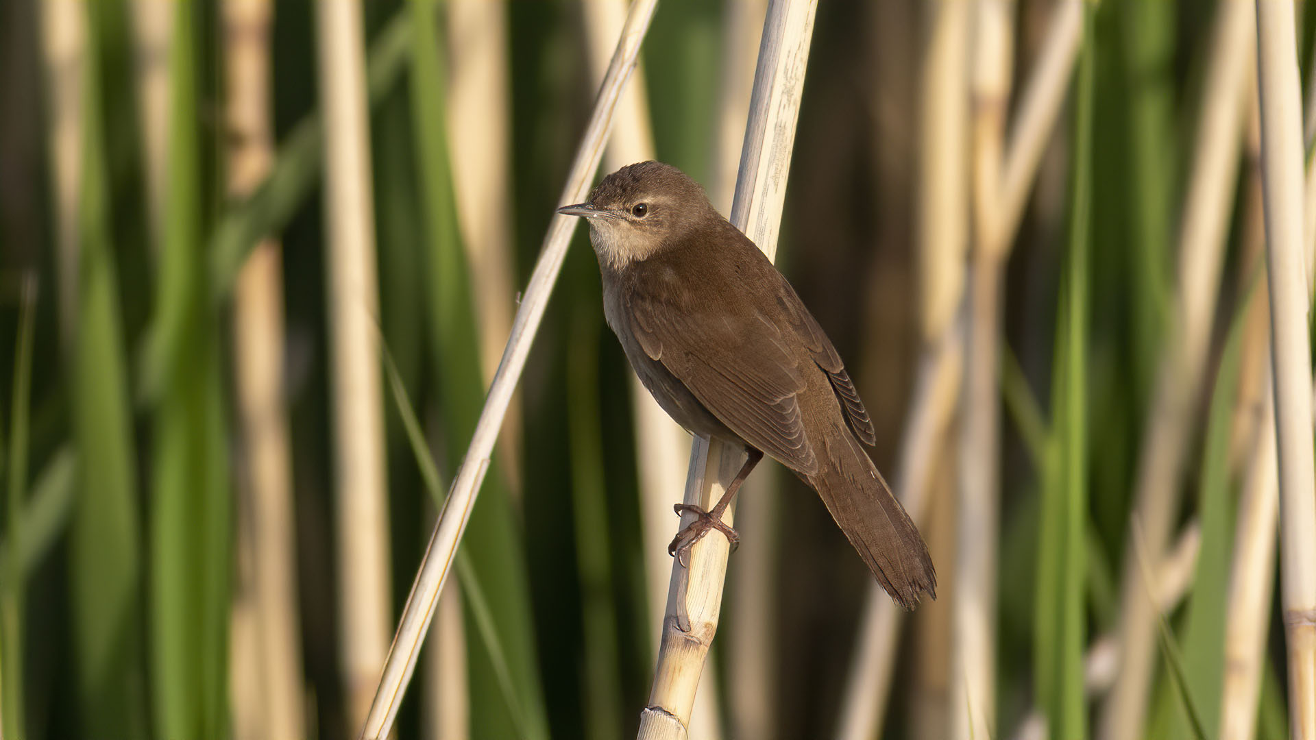 Savi's Warbler