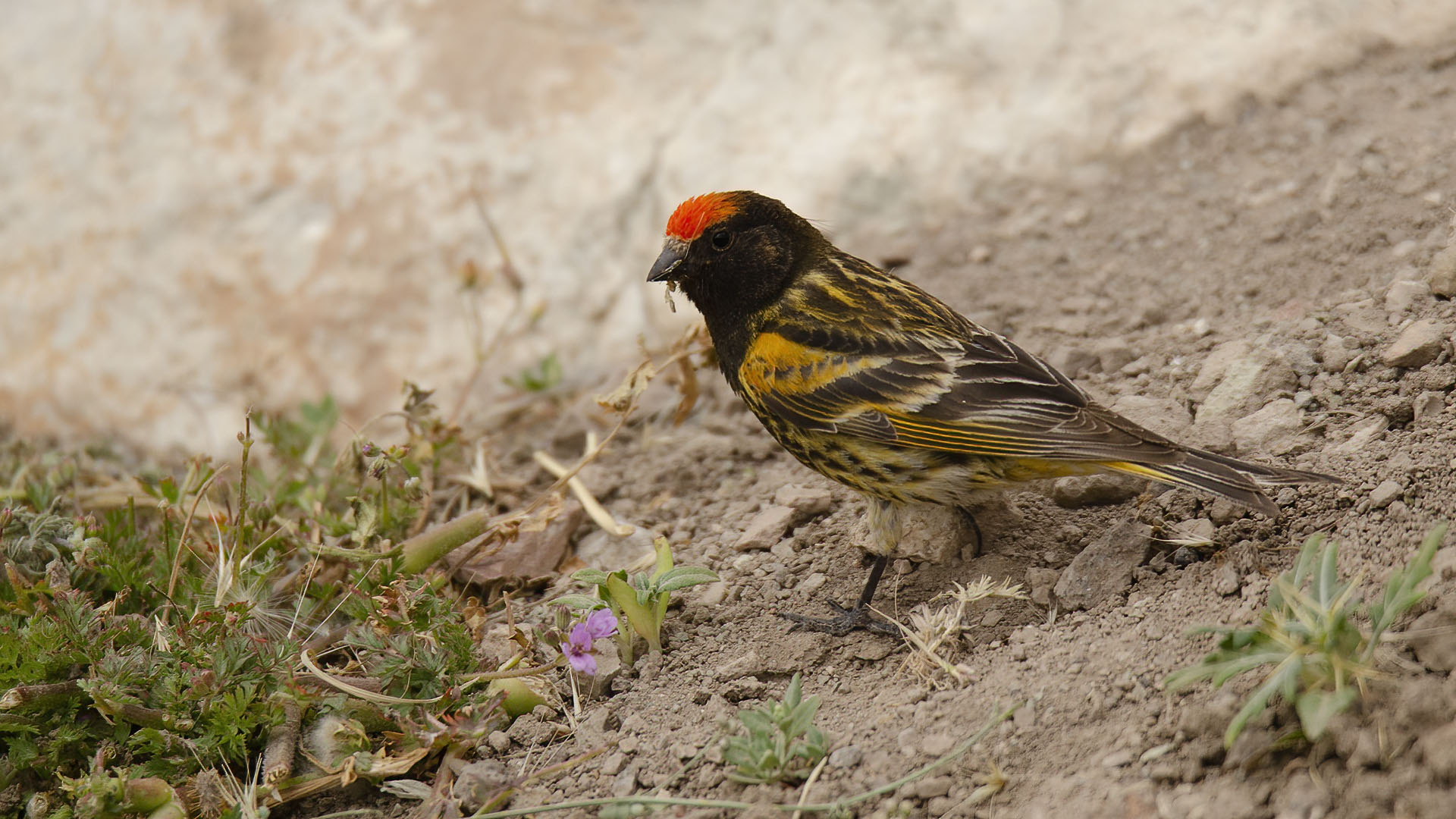 Fire-fronted Serin