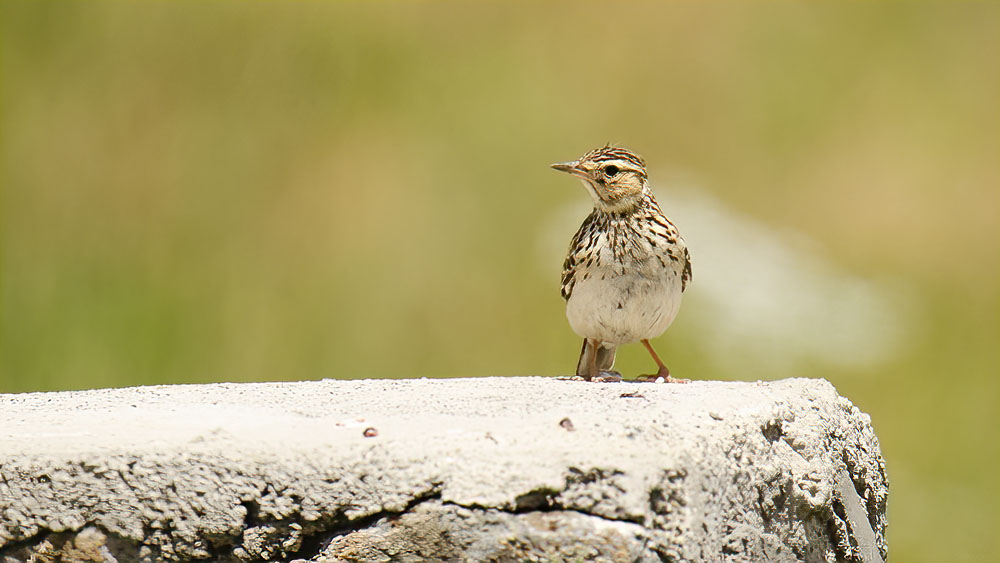 Wood Lark