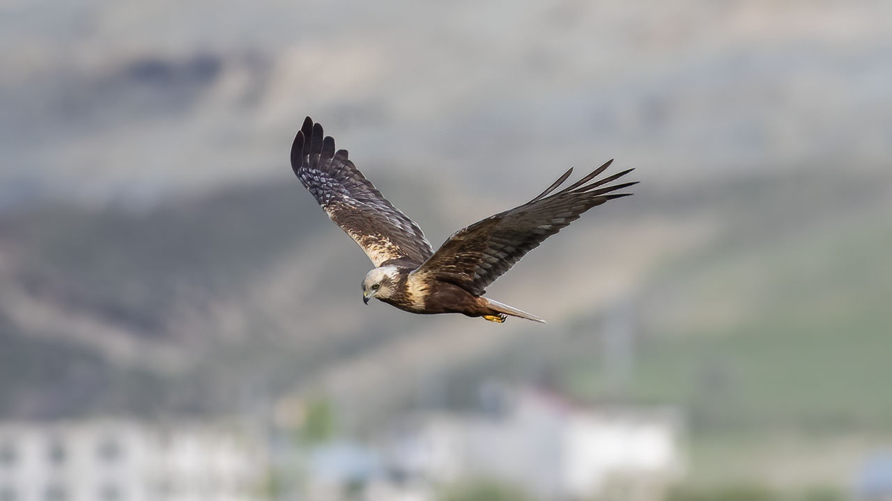 Eurasian Marsh-Harrier