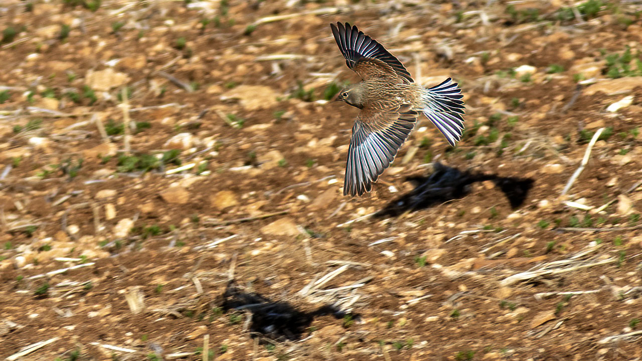 Eurasian Linnet
