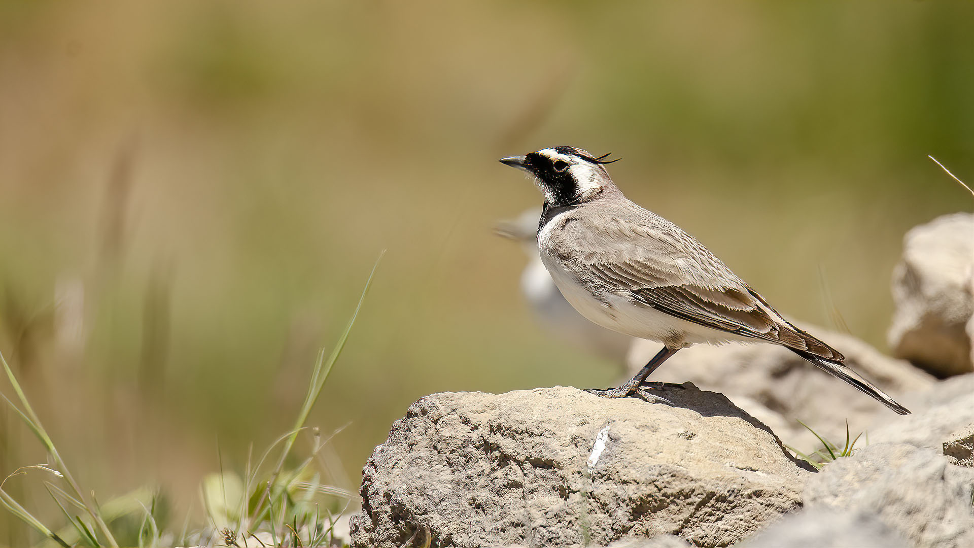 Horned Lark