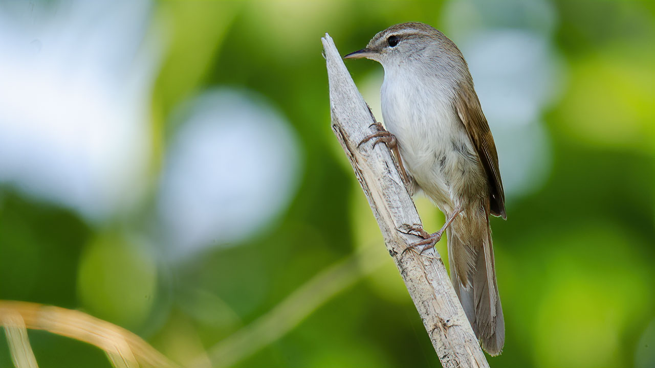 Cetti's Warbler