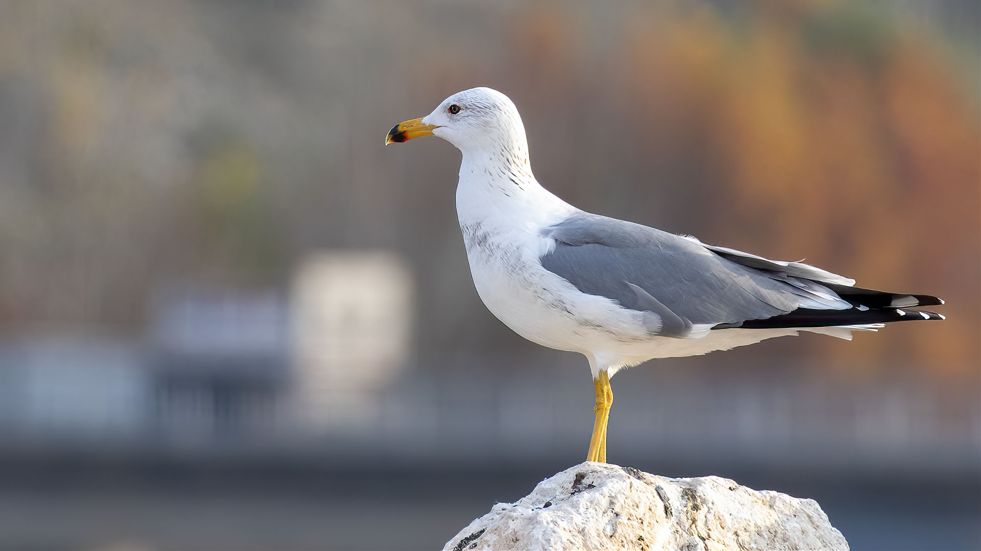 Armenian Gull — Ana fotoğraf