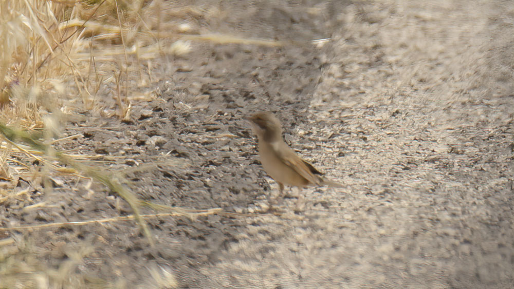 Lesser Whitethroat
