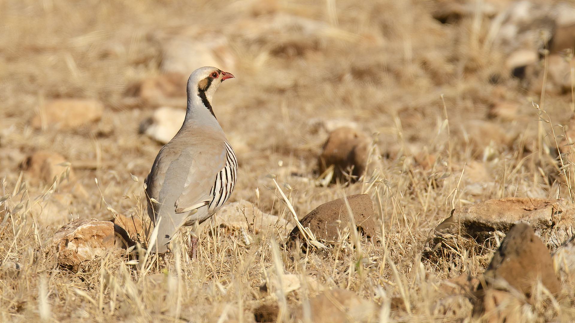 Chukar