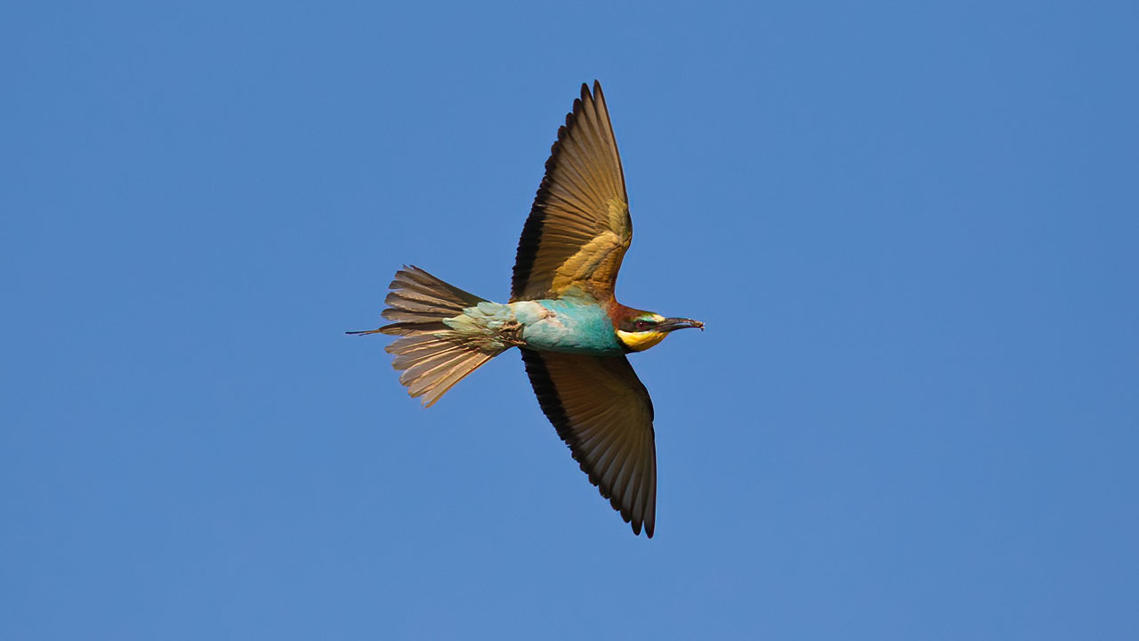European Bee-eater