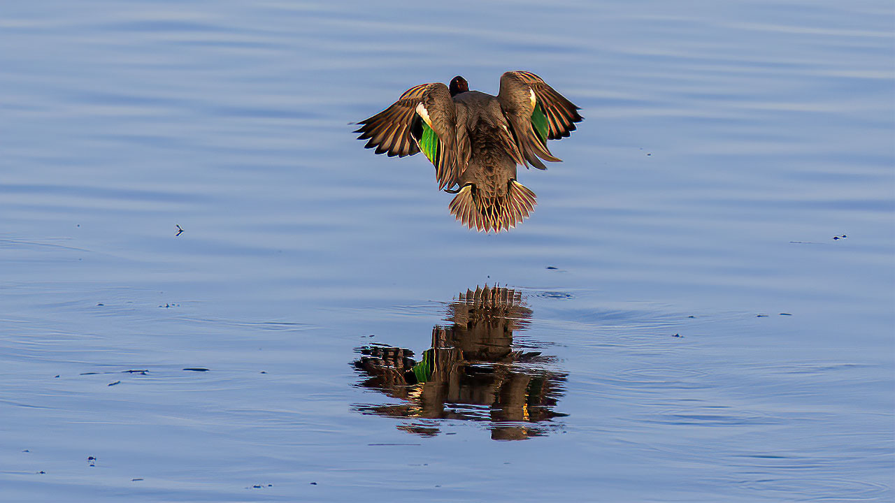 Green-winged Teal