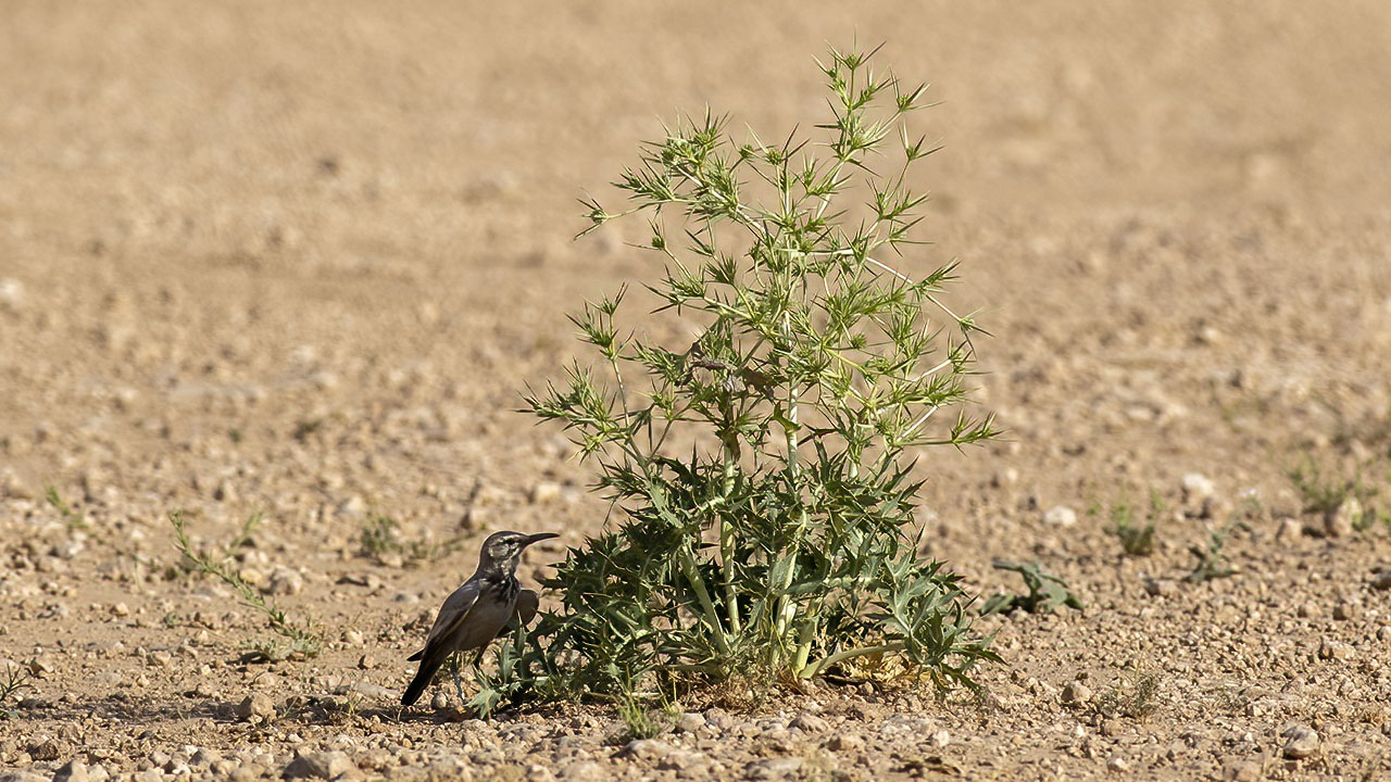 Greater Hoopoe-Lark