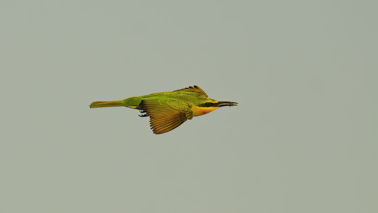 Blue-cheeked Bee-eater