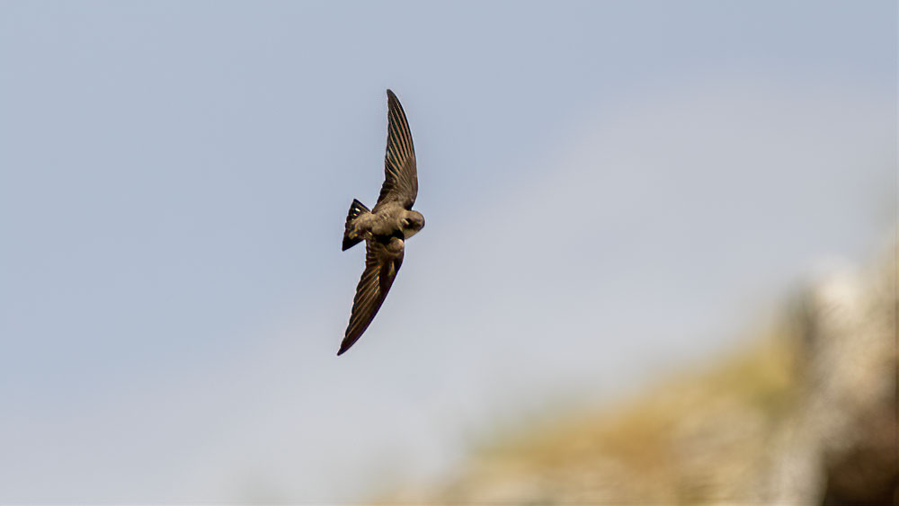 Eurasian Crag-Martin