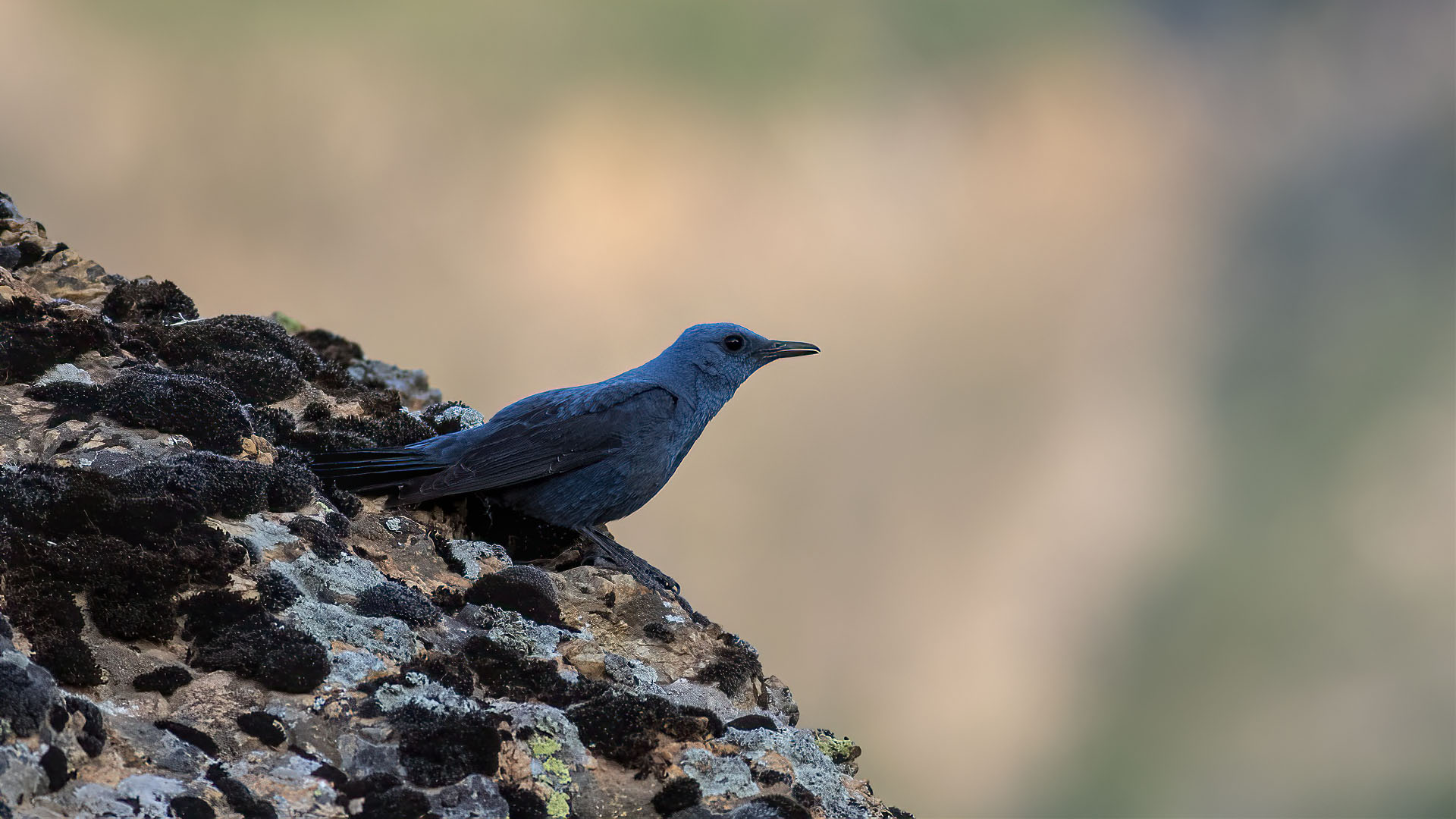 Blue Rock-Thrush