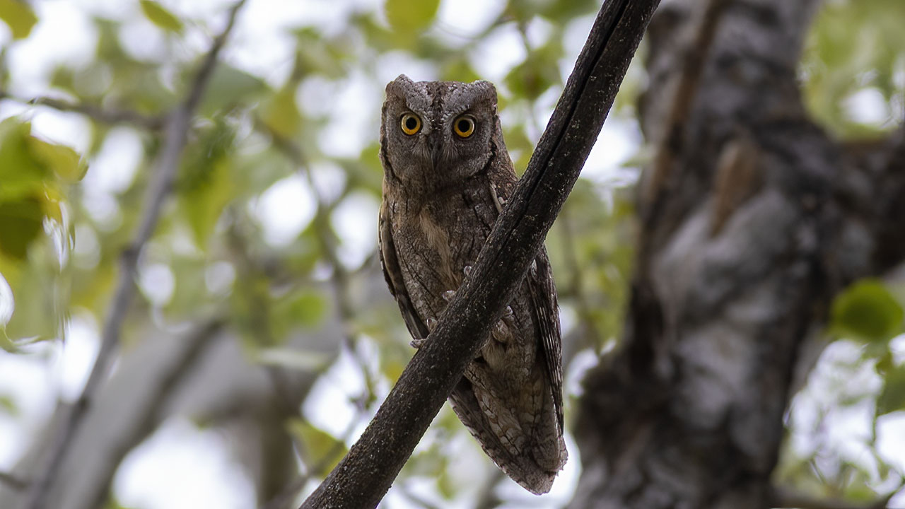 Eurasian Scops-Owl