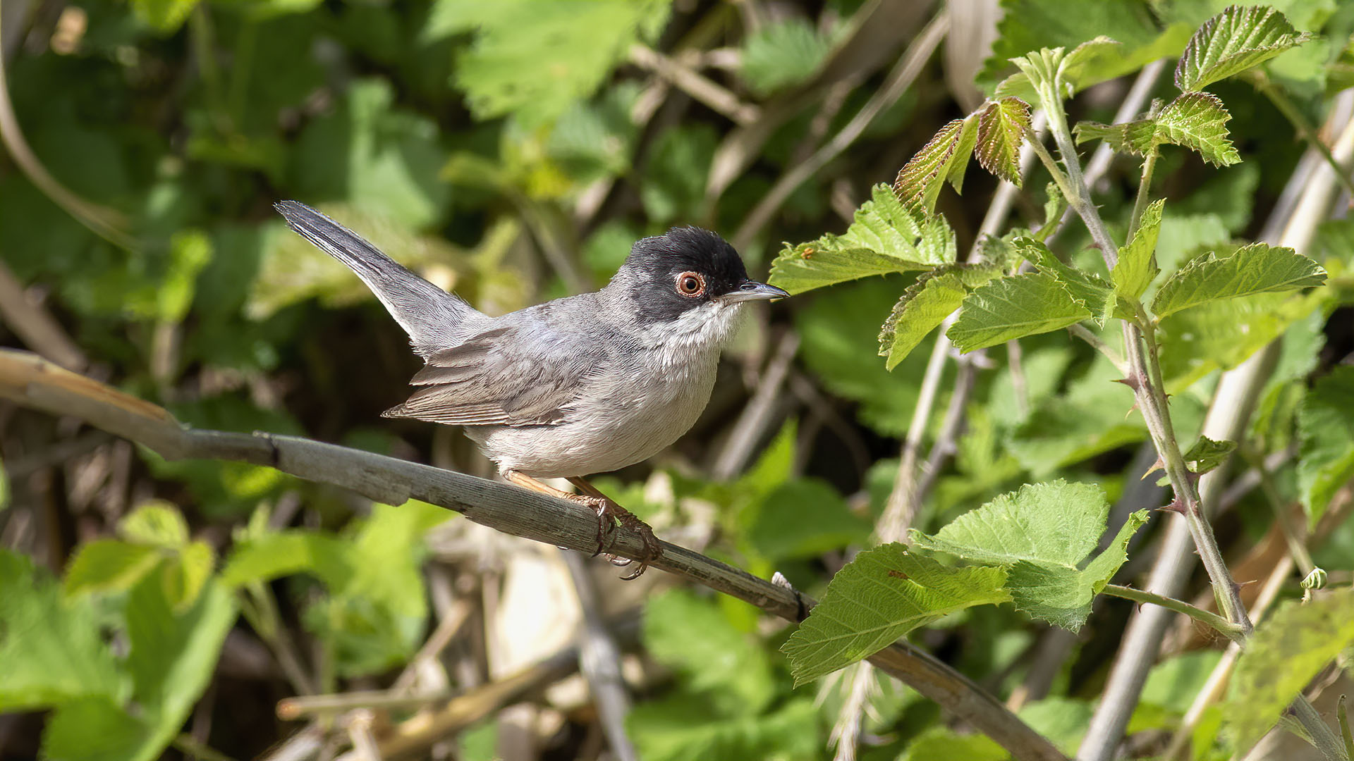 Menetries's Warbler