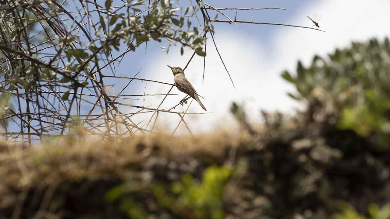 Upcher's Warbler