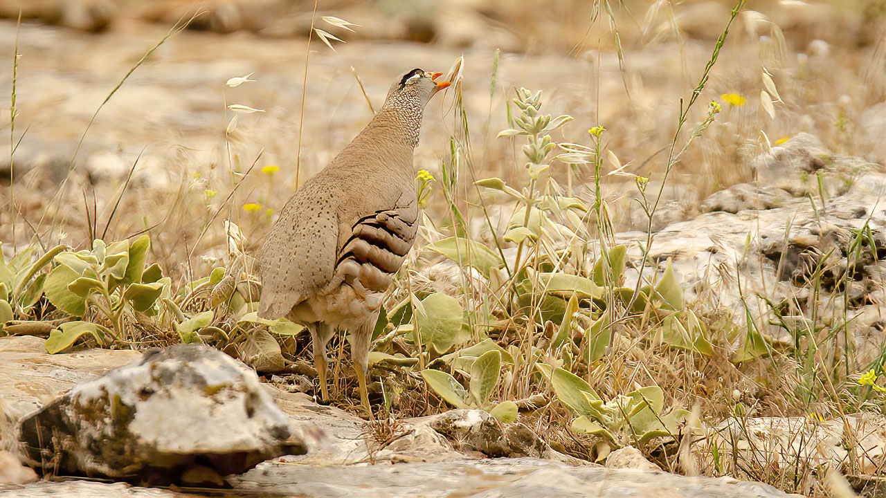 See-see Partridge